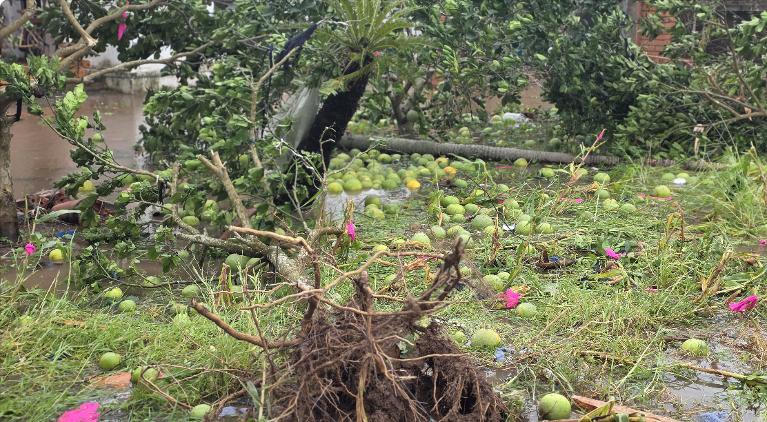 Tang thương Ninh Bình sau lốc xoáy: Con trai nạn nhân rụng rời khi chứng kiến căn nhà của cha mẹ đổ sập, mất đi cả hai người thân trong chớp mắt- Ảnh 8. Tang thương Ninh Bình sau lốc xoáy: Con trai nạn nhân rụng rời khi chứng kiến căn nhà của cha mẹ đổ sập, mất đi cả hai người thân trong chớp mắt- Ảnh 8.