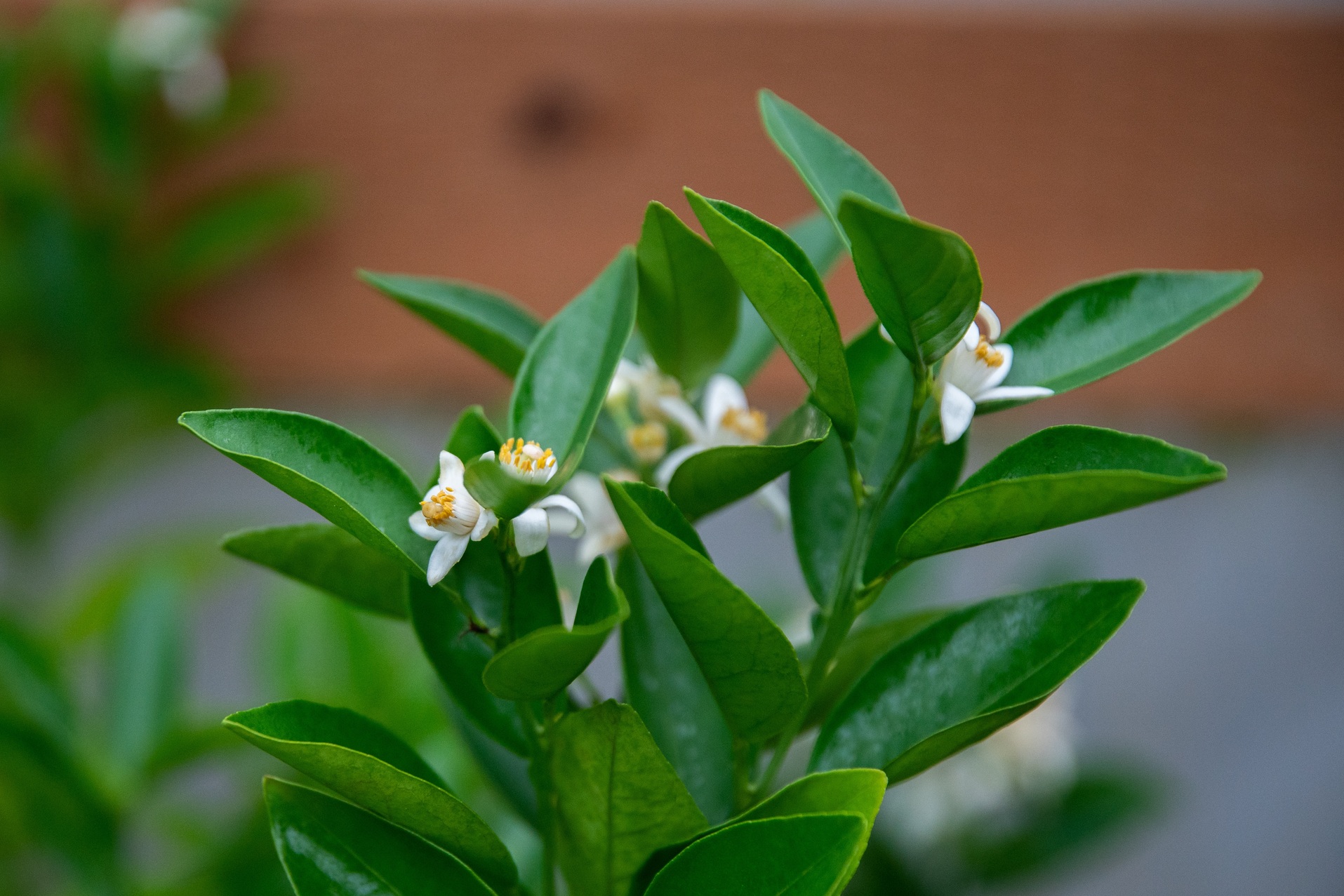 Loại c&acirc;y h&uacute;t t&agrave;i lộc, xua đuổi kh&iacute; xấu: Nhiều người trồng trong nh&agrave; m&agrave; kh&ocirc;ng biết n&oacute; bổ như s&acirc;m- Ảnh 4.