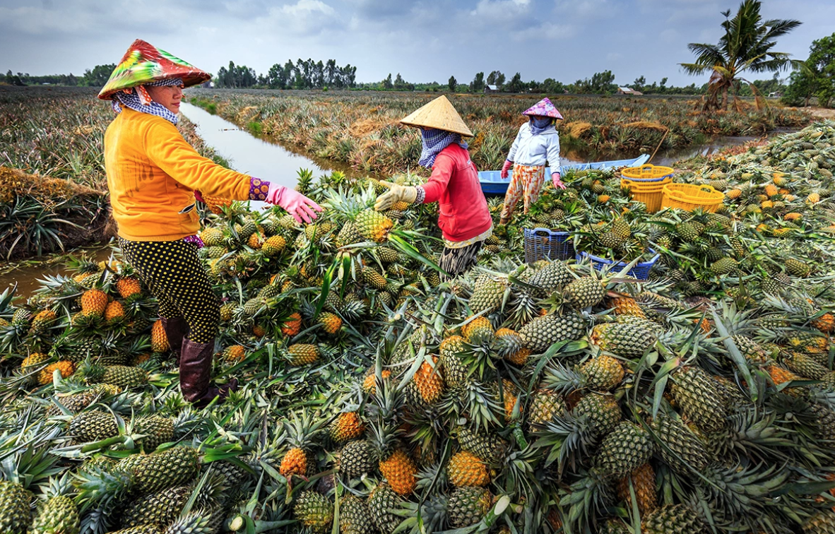 Việt Nam sở hữu loại cá mệnh danh là “gà nước”: Thế giới rất ưa chuộng, xuất khẩu thu về chục triệu đô- Ảnh 2.