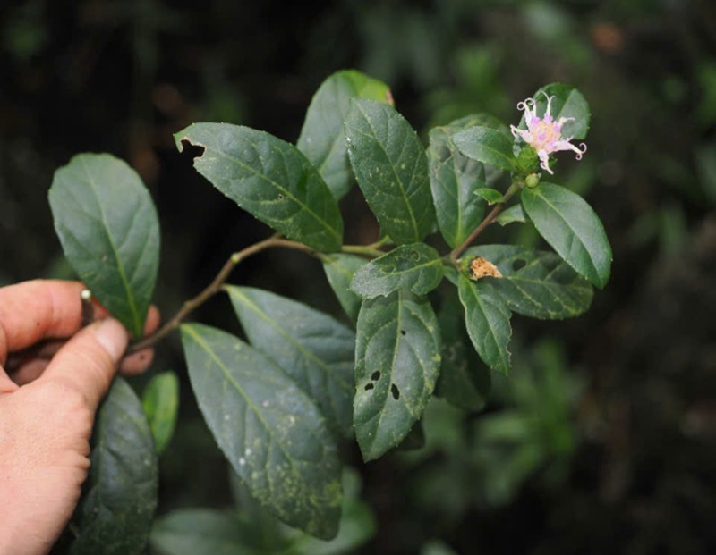 Việt Nam sở hữu ‘kho báu’ dưới lòng sông: Giá lên đến 350.000/kg, thịt thơm ngọt- Ảnh 2.