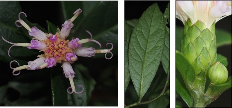 Nhà khoa học Việt Nam – Nhật Bản phát hiện “kho báu” mới tại Phong Nha – Kẻ Bàng- Ảnh 1. Nhà khoa học Việt Nam – Nhật Bản phát hiện “kho báu” mới tại Phong Nha – Kẻ Bàng- Ảnh 1.