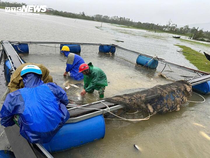Ngư dân Hà Tĩnh khóc ròng khi 20 tấn cá lồng bè chết trong đêm bão Bualoi đổ bộ- Ảnh 5.