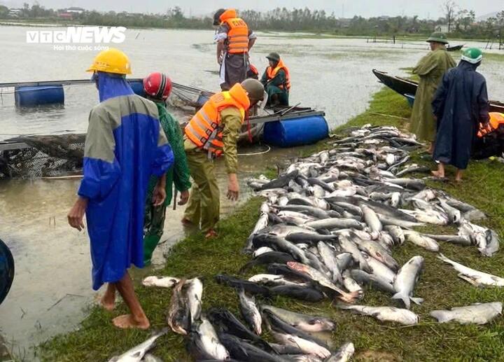 Ngư dân Hà Tĩnh khóc ròng khi 20 tấn cá lồng bè chết trong đêm bão Bualoi đổ bộ- Ảnh 3.