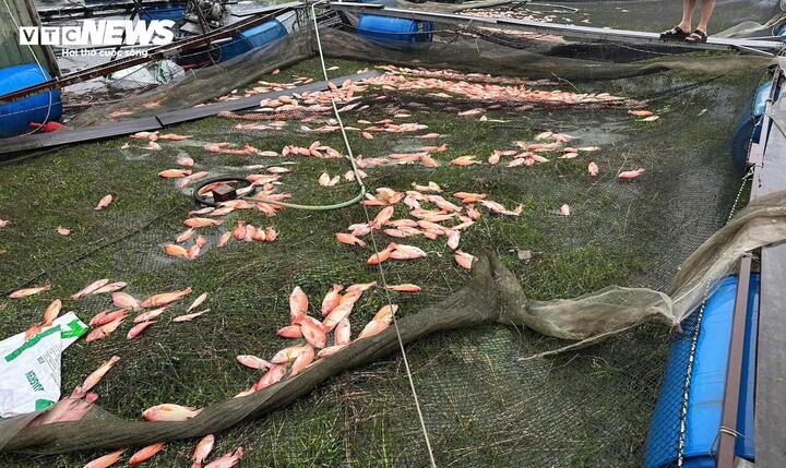 Ngư dân Hà Tĩnh khóc ròng khi 20 tấn cá lồng bè chết trong đêm bão Bualoi đổ bộ- Ảnh 7.