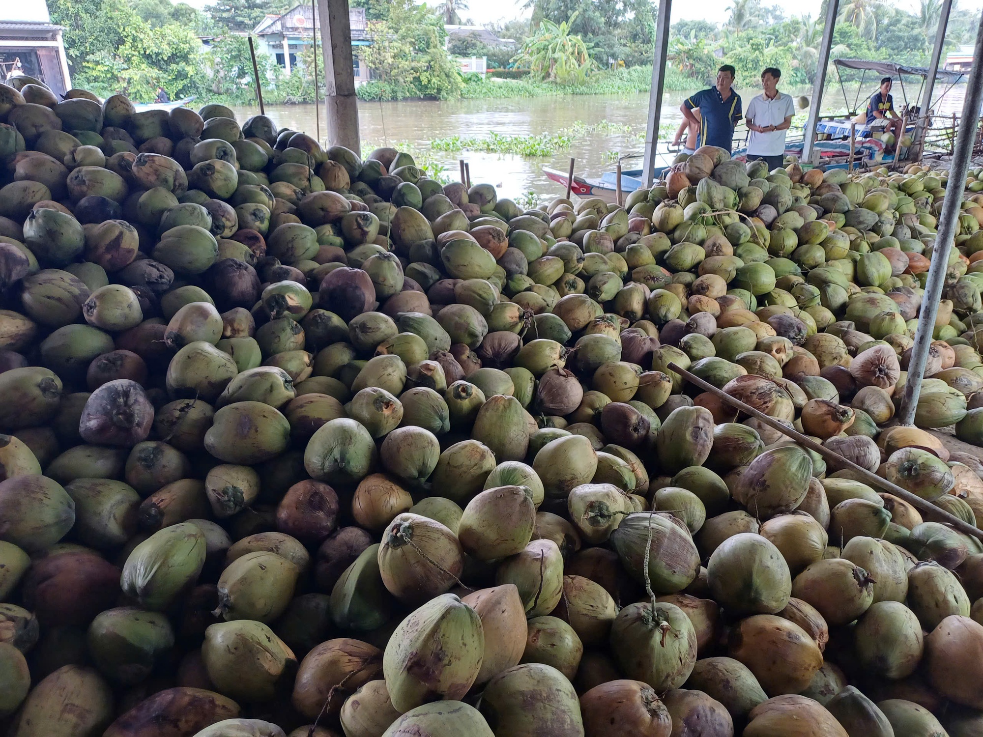 Dừa khô Thái Lan giá rẻ tìm đường đổ bộ sang Việt Nam- Ảnh 1. Dừa khô Thái Lan giá rẻ tìm đường đổ bộ sang Việt Nam- Ảnh 1.