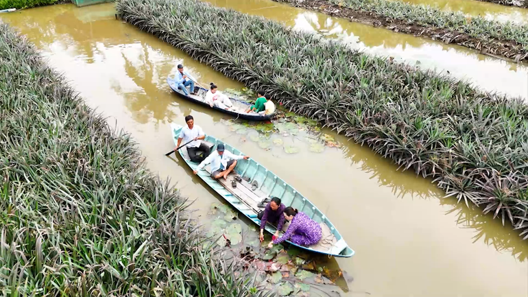 Từ đất phèn thành “quả vàng”: Việt Nam sở hữu loài cây giúp nông dân “đổi đời”, xuất khẩu đến 100 quốc gia- Ảnh 1.