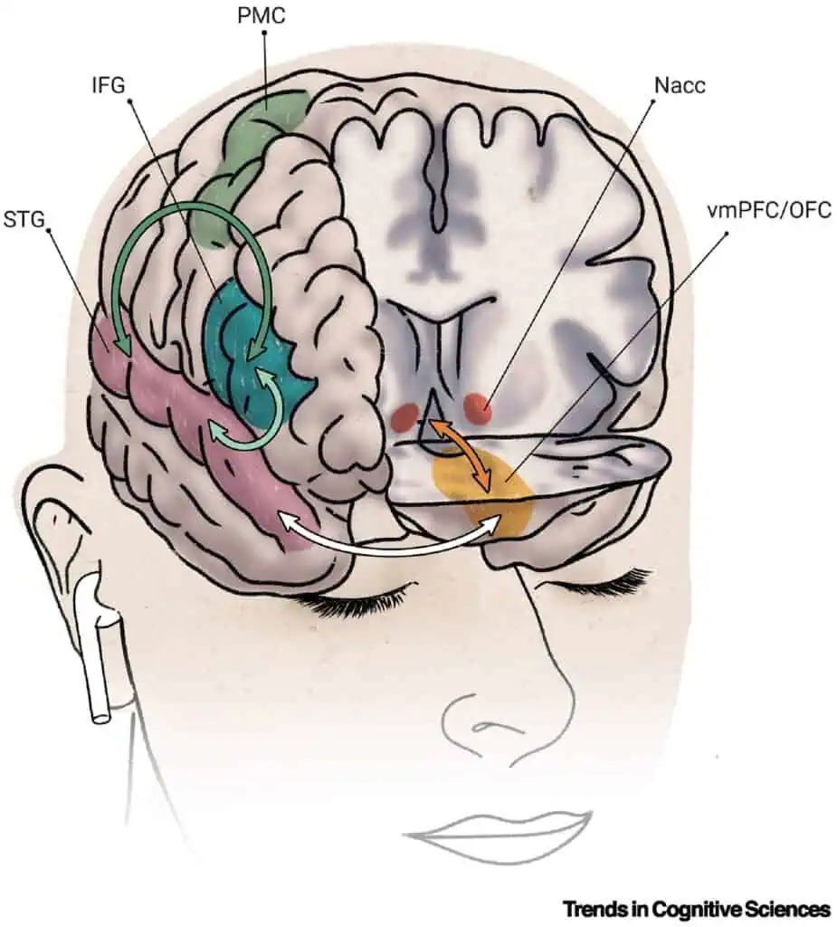 Tại Sao Một Số Người Không Cảm Thấy Gì Khi Nghe Nhạc Và Cách Giải Thích Khoa Học - Ảnh 3. Tại Sao Một Số Người Không Cảm Thấy Gì Khi Nghe Nhạc Và Cách Giải Thích Khoa Học - Ảnh 3.