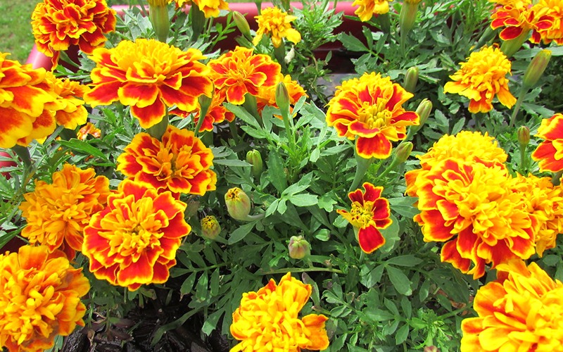 Cúng Rằm tháng 7 Âm lịch 2025: 5 loại hoa đại kỵ tuyệt đối không đặt lên bàn thờ- Ảnh 4. Cúng Rằm tháng 7 Âm lịch 2025: 5 loại hoa đại kỵ tuyệt đối không đặt lên bàn thờ- Ảnh 4.