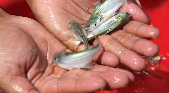 Cao Bằng: Lộ diện &ldquo;kho b&aacute;u sống&rdquo; c&oacute; m&ugrave;i hương đặc biệt, đang b&ecirc;n bờ tuyệt chủng- Ảnh 2.