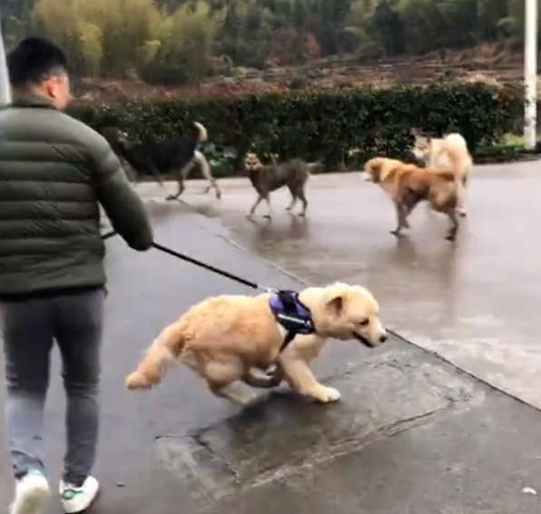 Dắt chó đi dạo, chàng trai 26 tuổi nhận 