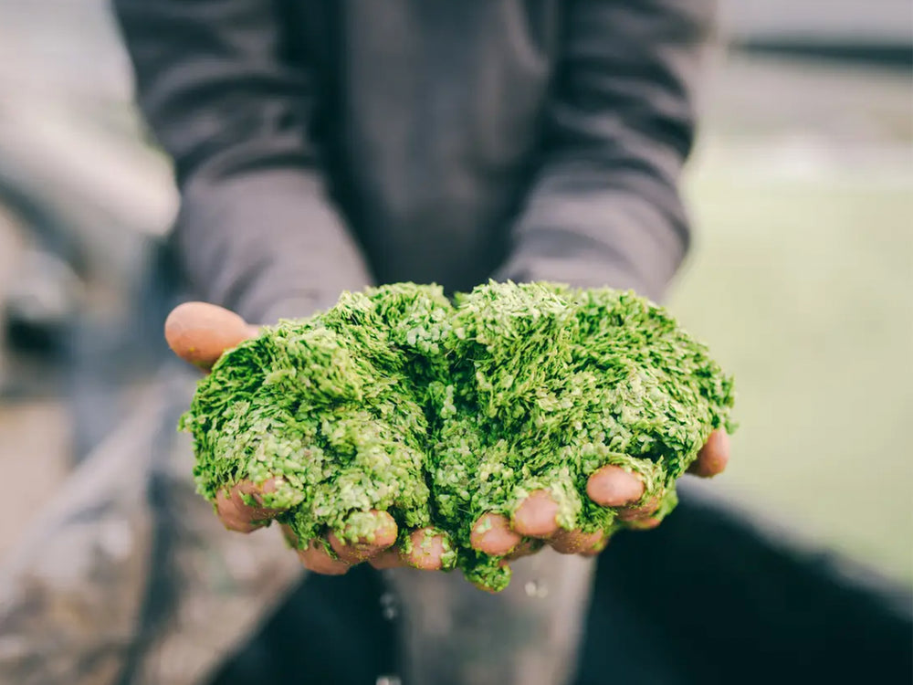 Loại rau mọc dại, nhiều protein gấp 6 lần đậu nành: Tiếc là người Việt chỉ dùng để nuôi lợn, gà- Ảnh 1.