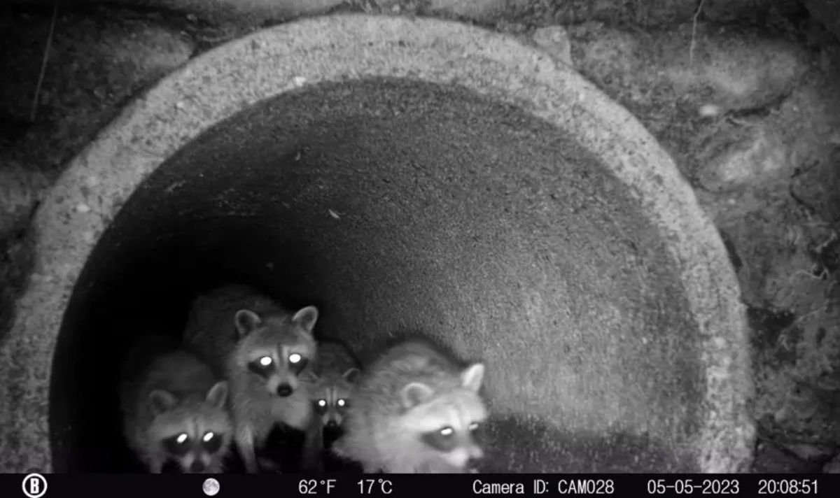 Ph&aacute;t hiện cảnh tượng kh&ocirc;ng tưởng khi đặt camera xuống hệ thống cống r&atilde;nh của th&agrave;nh phố- Ảnh 1.