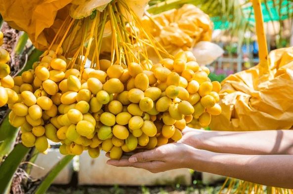 Loại Quả Từng Là Đặc Sản Cao Cấp Giờ Có Giá Rẻ Nhất Từ Trước Tới Nay: Khi Ăn Cần Lưu Ý Điều Quan Trọng Này 1 Cha La 4 1756957219922 1756957220769276604271