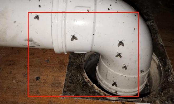 Bát nước thần diệt ruồi muỗi hiệu quả: Bí quyết đơn giản từ gia đình - Ảnh 1. Bát nước thần diệt ruồi muỗi hiệu quả: Bí quyết đơn giản từ gia đình - Ảnh 1.