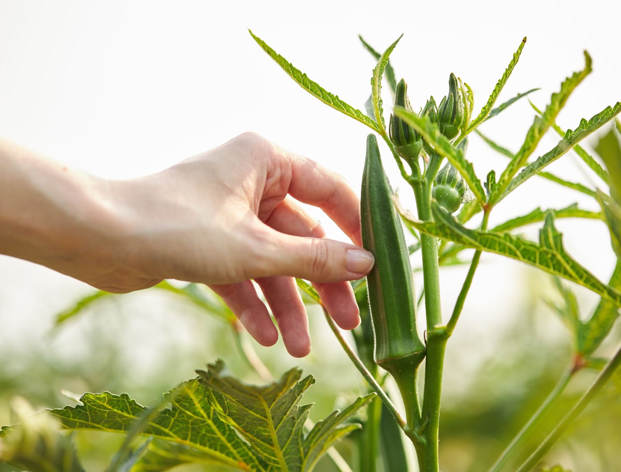 Loại quả giá rẻ, "quét" mỡ máu cực đỉnh: Người Nhật thích ăn, chợ Việt Nam rất sẵn - Ảnh 3.