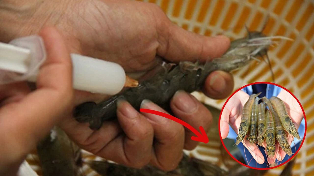 Chủ tiệm hải sản nói thẳng: “Chỉ người không biết mới mua 4 loại tôm này, cực hại sức khỏe, nhớ tránh xa"- Ảnh 4.