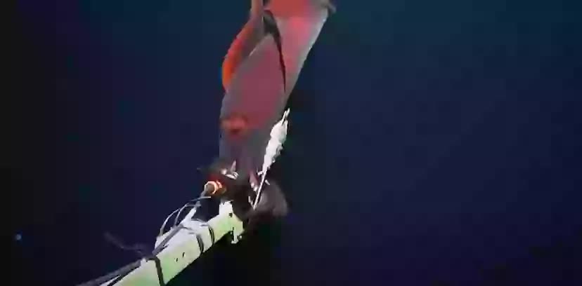 Đặt camera xuống biển sâu, phát hiện hình ảnh rùng rợn- Ảnh 2.