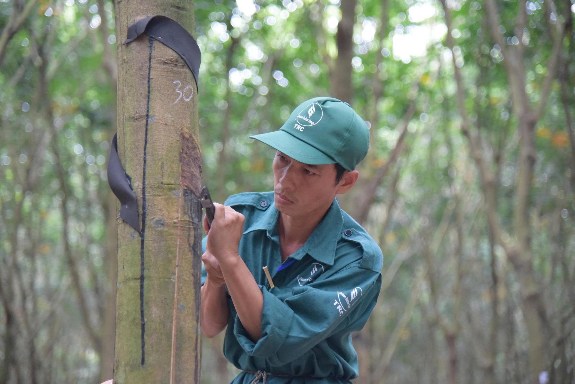 VRG ti&ecirc;n phong chứng nhận cao su ph&aacute;t thải thấp v&agrave; đ&aacute;p ứng EUDR - Ảnh 2.