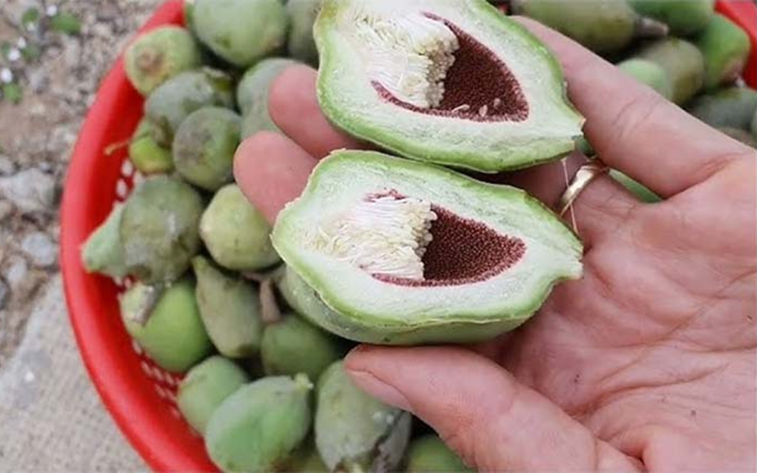 C&acirc;y dại mọc đầy bờ r&agrave;o xưa kh&ocirc;ng ai "ng&oacute;", nay th&agrave;nh đặc sản d&acirc;n phố th&iacute;ch m&ecirc;, 100.000 đồng/kg - Ảnh 6.