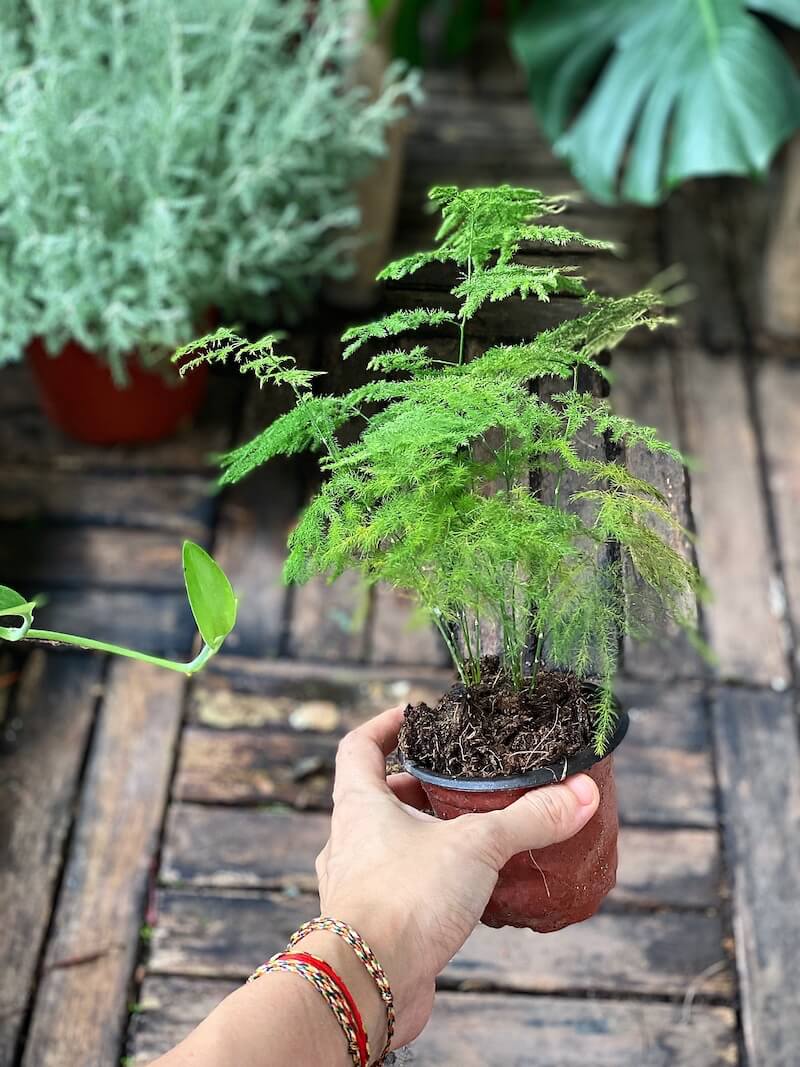 Cây phong thủy phòng khách giúp con cháu đỗ đạt, thu hút tài khí - Ảnh 1. Cây phong thủy phòng khách giúp con cháu đỗ đạt, thu hút tài khí - Ảnh 1.