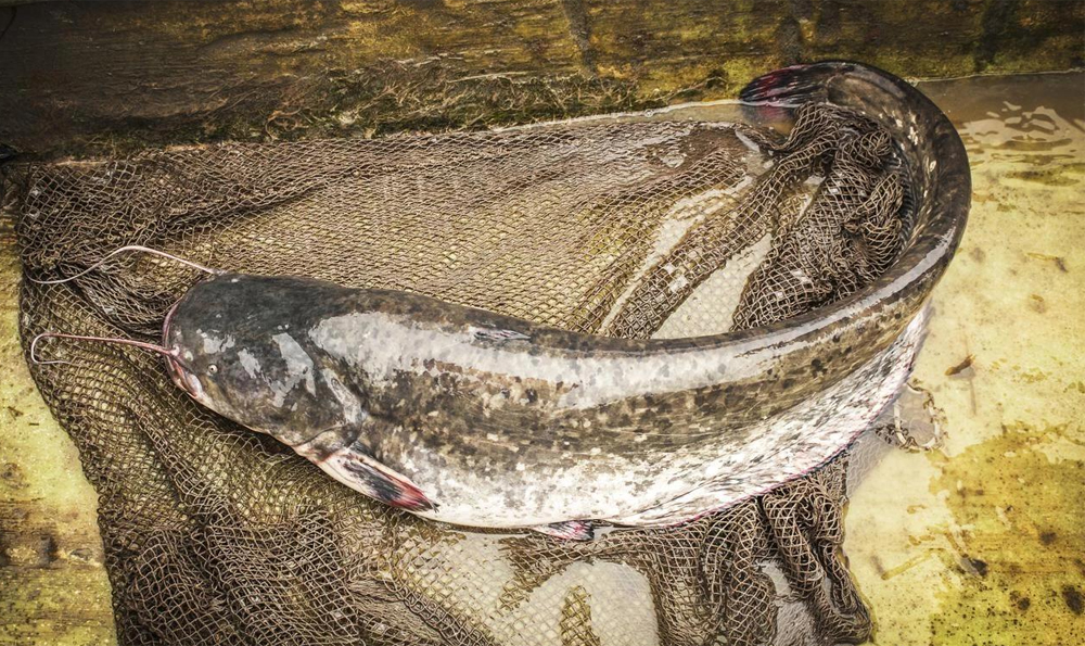 T&ocirc;i vừa mới ph&aacute;t hiện ra: 4 loại c&aacute; n&agrave;y chứa kim loại nặng v&agrave; k&yacute; sinh tr&ugrave;ng, v&igrave; sức khỏe của bạn v&agrave; gia đ&igrave;nh n&ecirc;n ăn &iacute;t lại!- Ảnh 1.