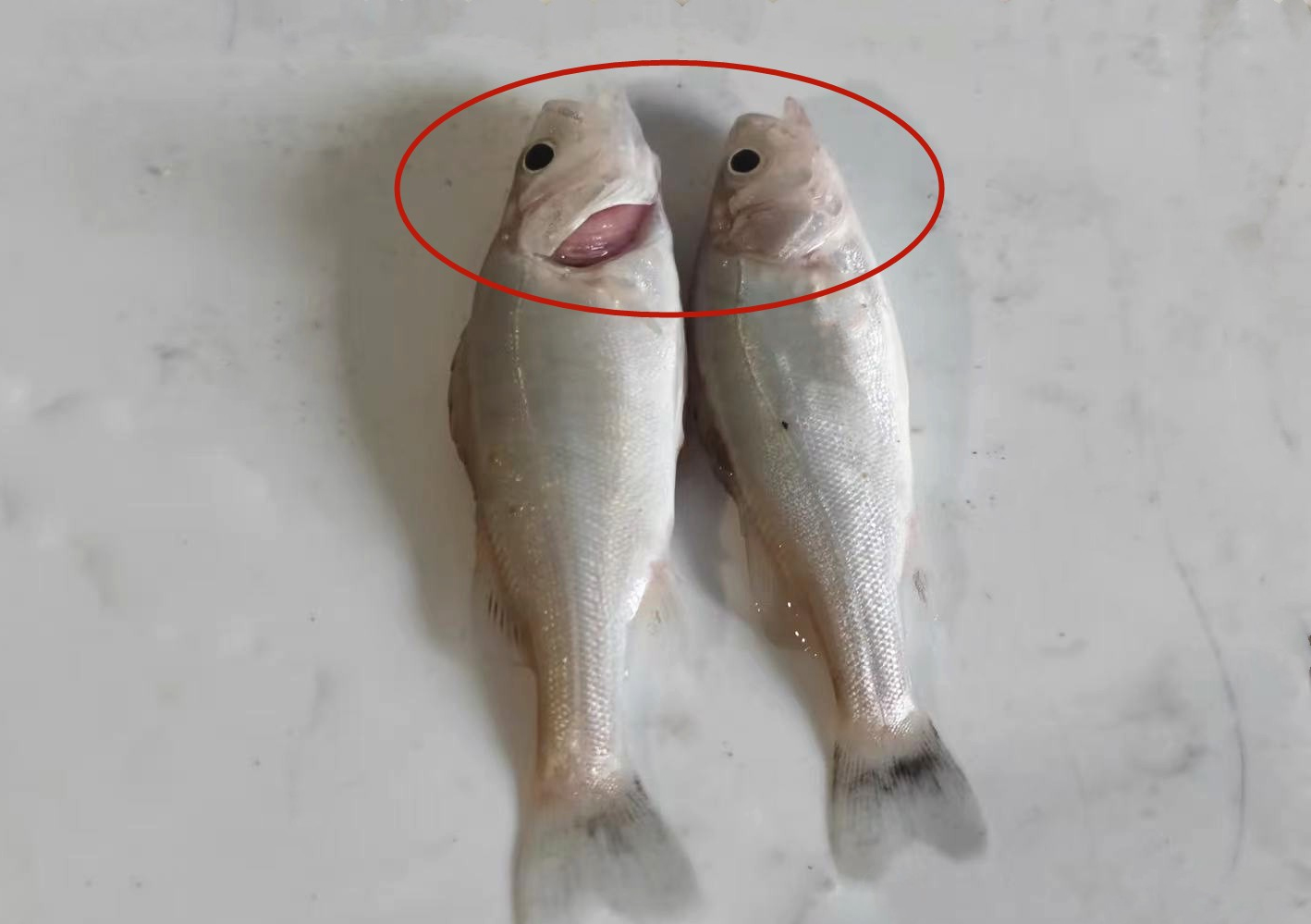 T&ocirc;i vừa mới ph&aacute;t hiện ra: 4 loại c&aacute; n&agrave;y chứa kim loại nặng v&agrave; k&yacute; sinh tr&ugrave;ng, v&igrave; sức khỏe của bạn v&agrave; gia đ&igrave;nh n&ecirc;n ăn &iacute;t lại!- Ảnh 4.