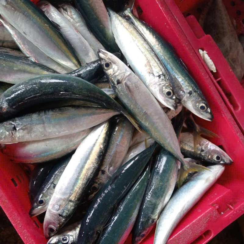 Việt Nam có 1 loại cá rẻ nhưng nhiều omega-3 hơn cá hồi, giàu sắt hơn thịt bò: Đi chợ thấy nên mua ngay - Ảnh 1.