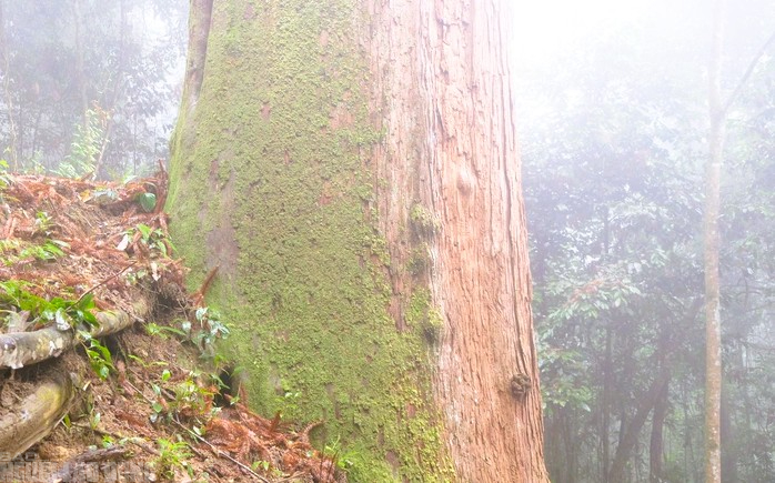 Sa mu là gỗ gì và vụ án liên quan đến cán bộ kiểm lâm thanh hóa - Ảnh 1.