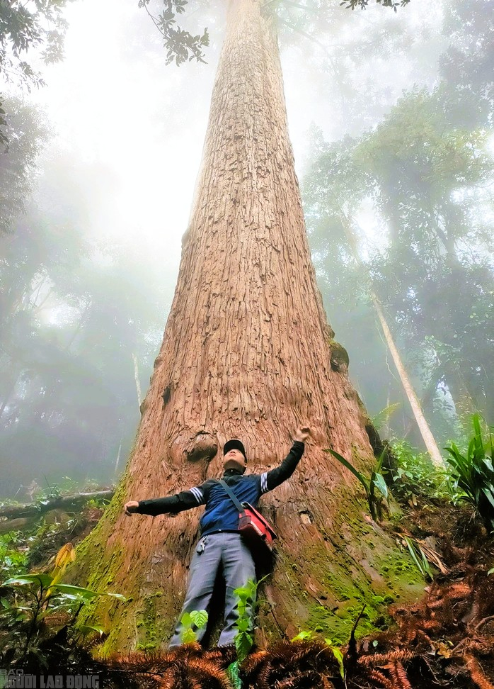 Sa mu là gỗ gì và vụ án liên quan đến cán bộ kiểm lâm thanh hóa - Ảnh 2.