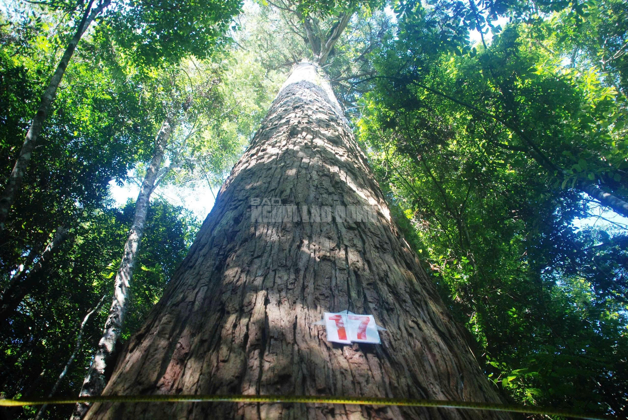 Sa mu là gỗ gì và vụ án liên quan đến cán bộ kiểm lâm thanh hóa - Ảnh 4.