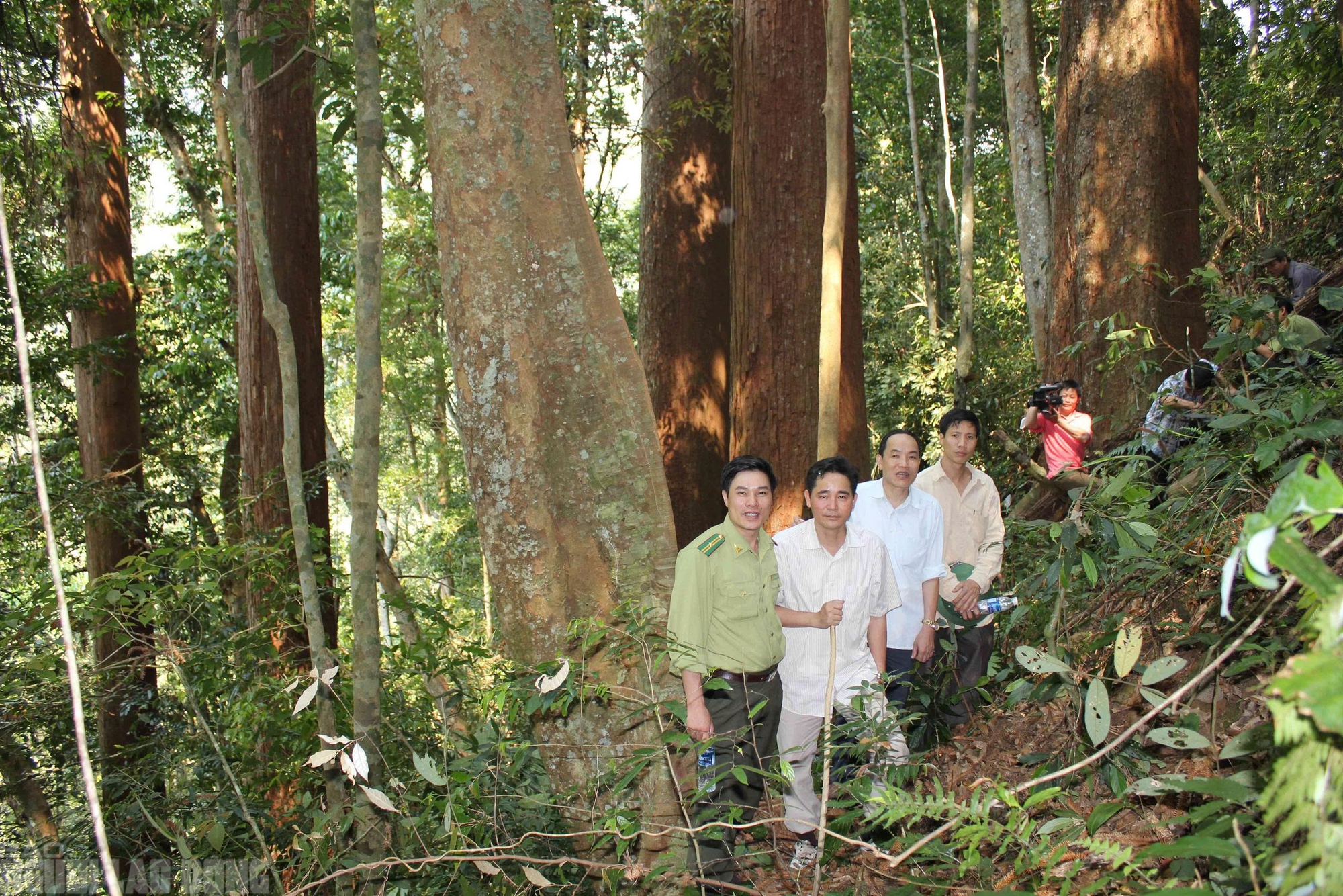 Sa mu là gỗ gì và vụ án liên quan đến cán bộ kiểm lâm thanh hóa - Ảnh 5.