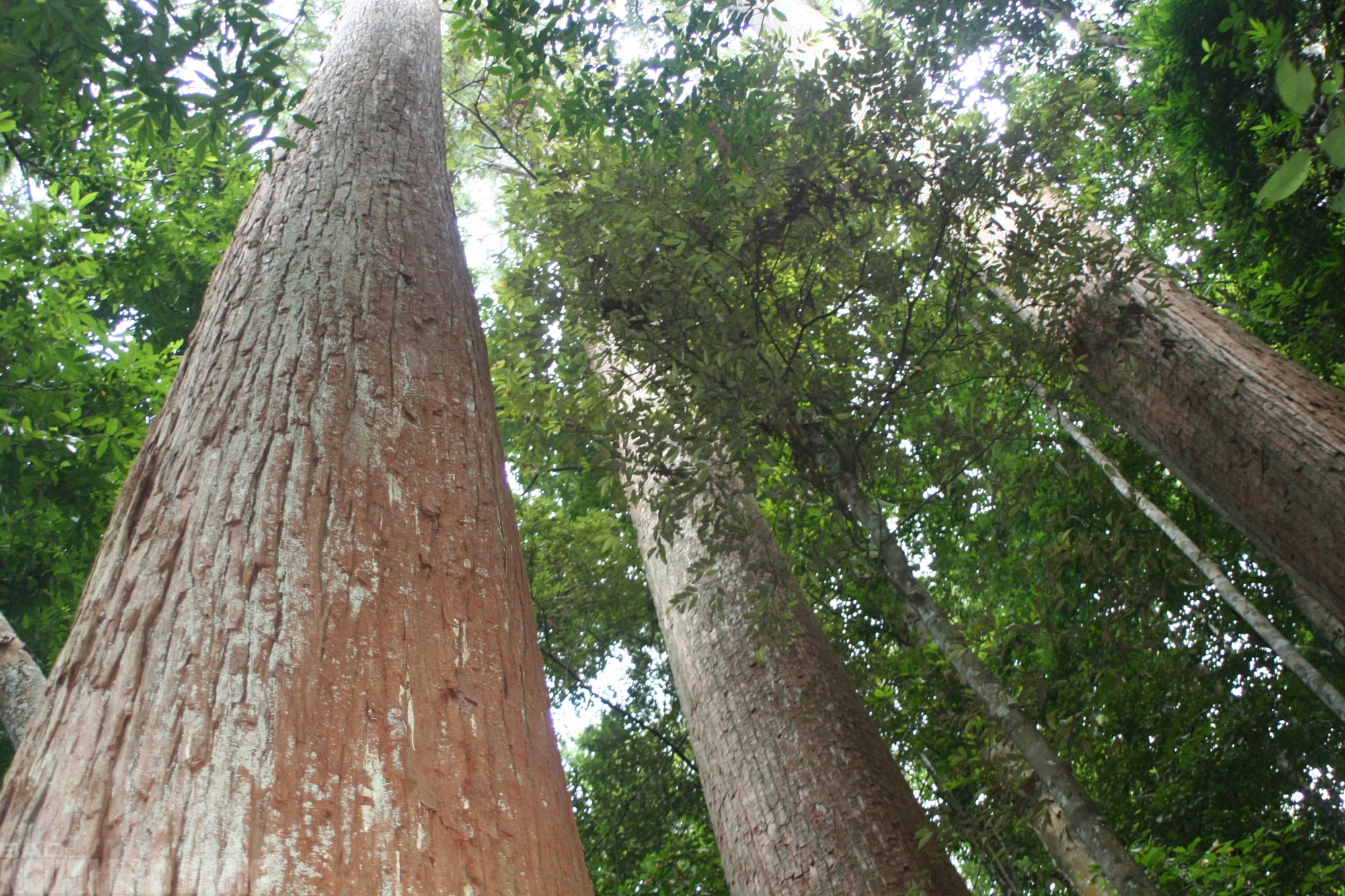 Sa mu là gỗ gì và vụ án liên quan đến cán bộ kiểm lâm thanh hóa - Ảnh 6.