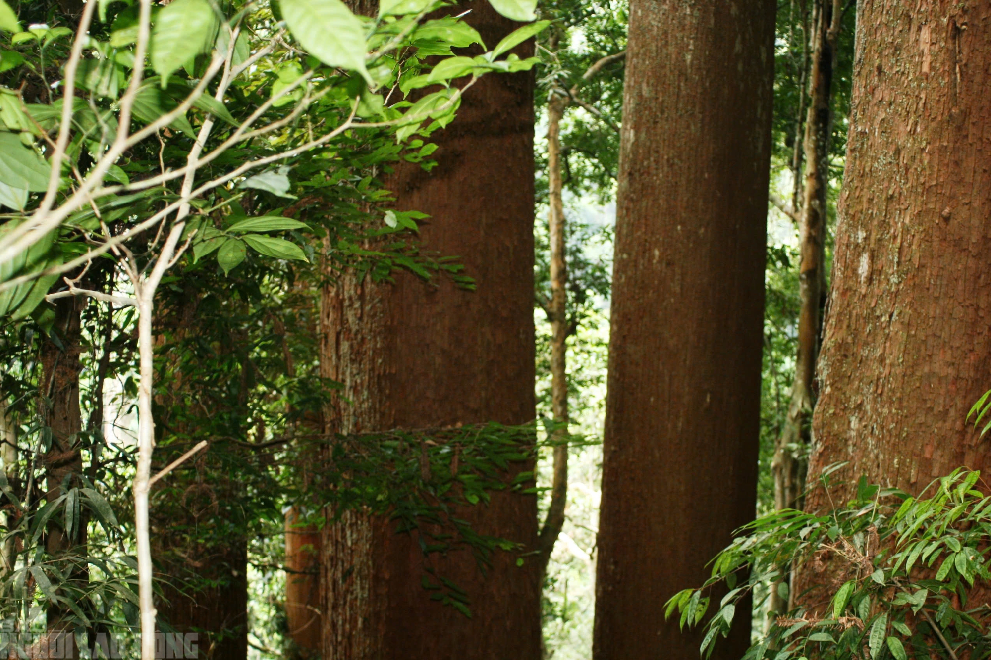 Sa mu là gỗ gì và vụ án liên quan đến cán bộ kiểm lâm thanh hóa - Ảnh 7.