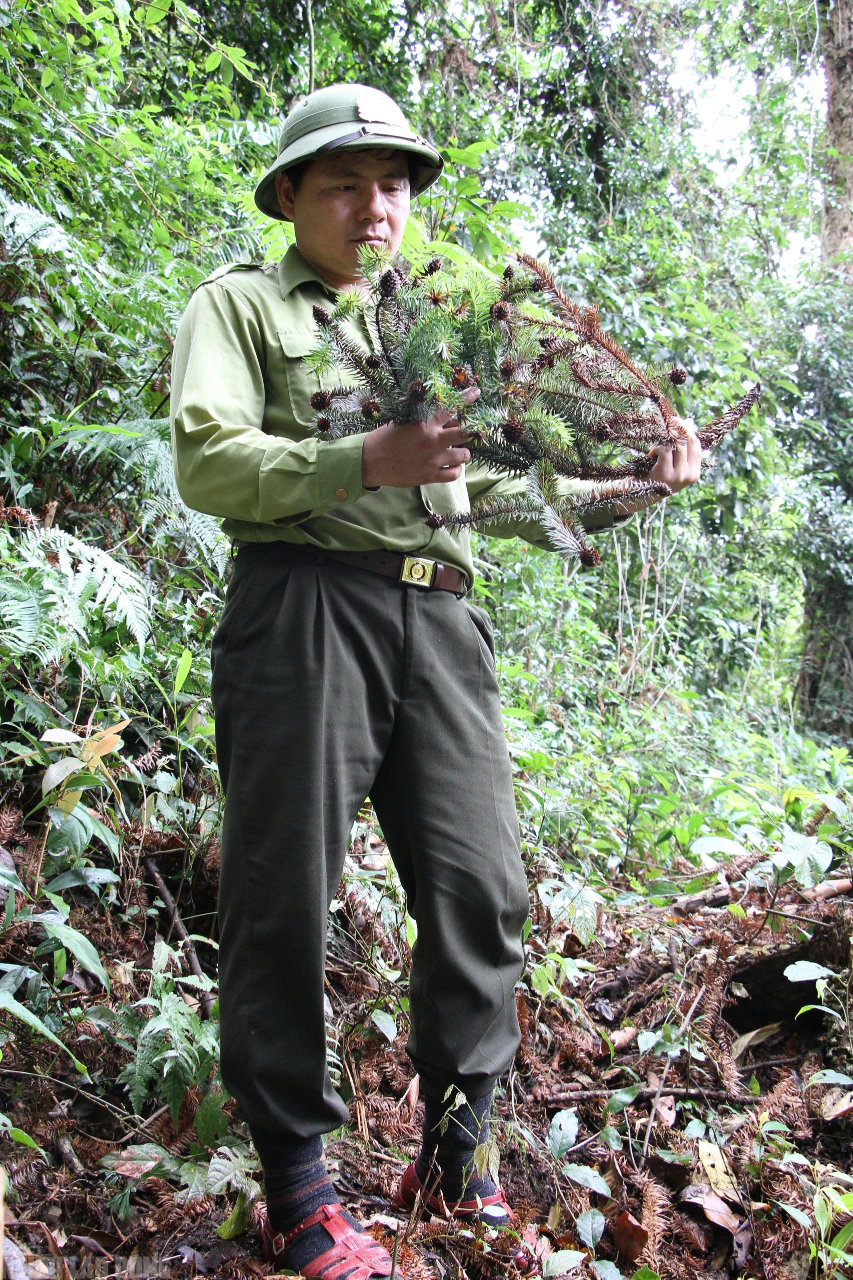 Sa mu là gỗ gì và vụ án liên quan đến cán bộ kiểm lâm thanh hóa - Ảnh 8.