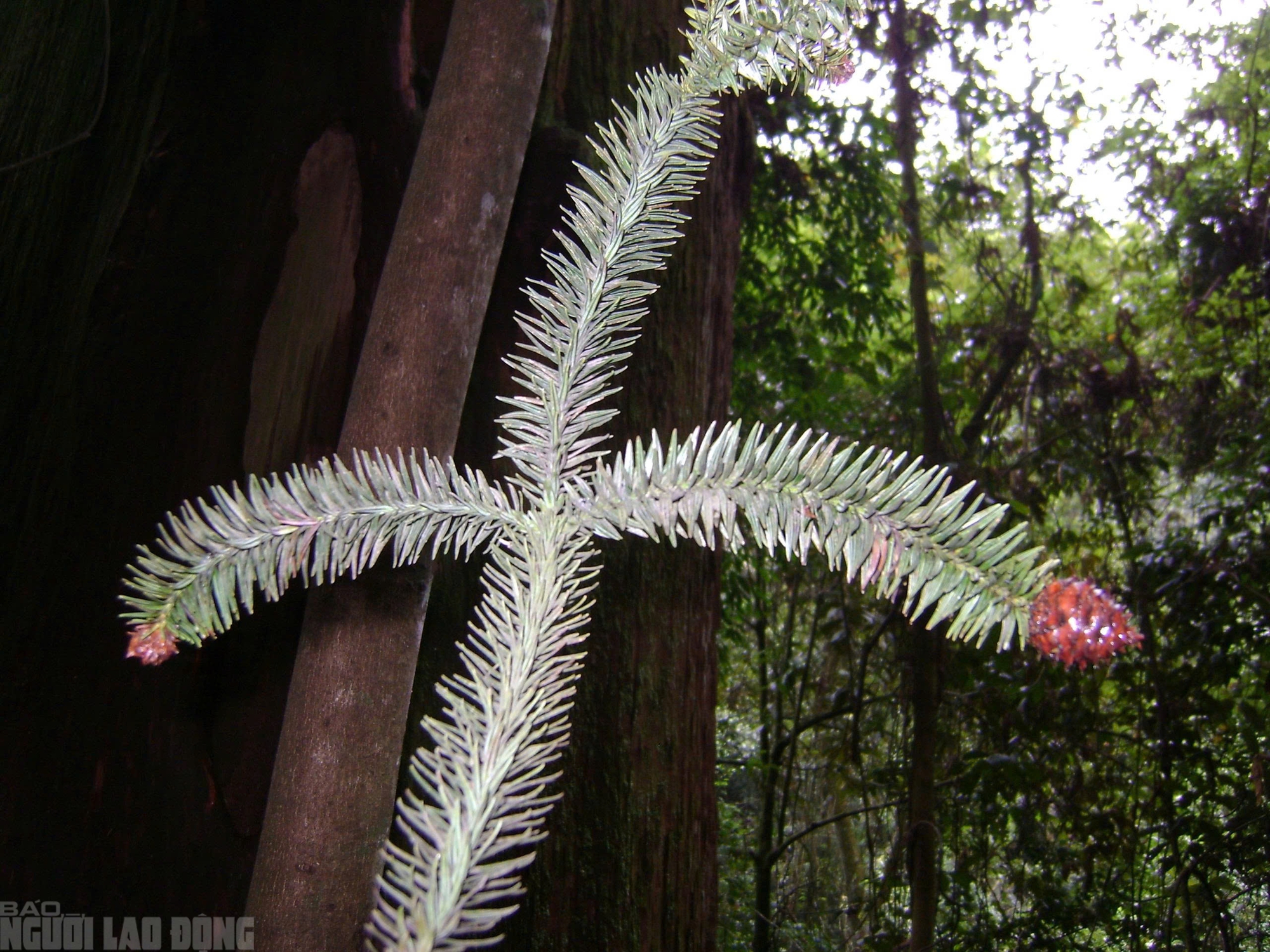 Sa mu là gỗ gì và vụ án liên quan đến cán bộ kiểm lâm thanh hóa - Ảnh 9.
