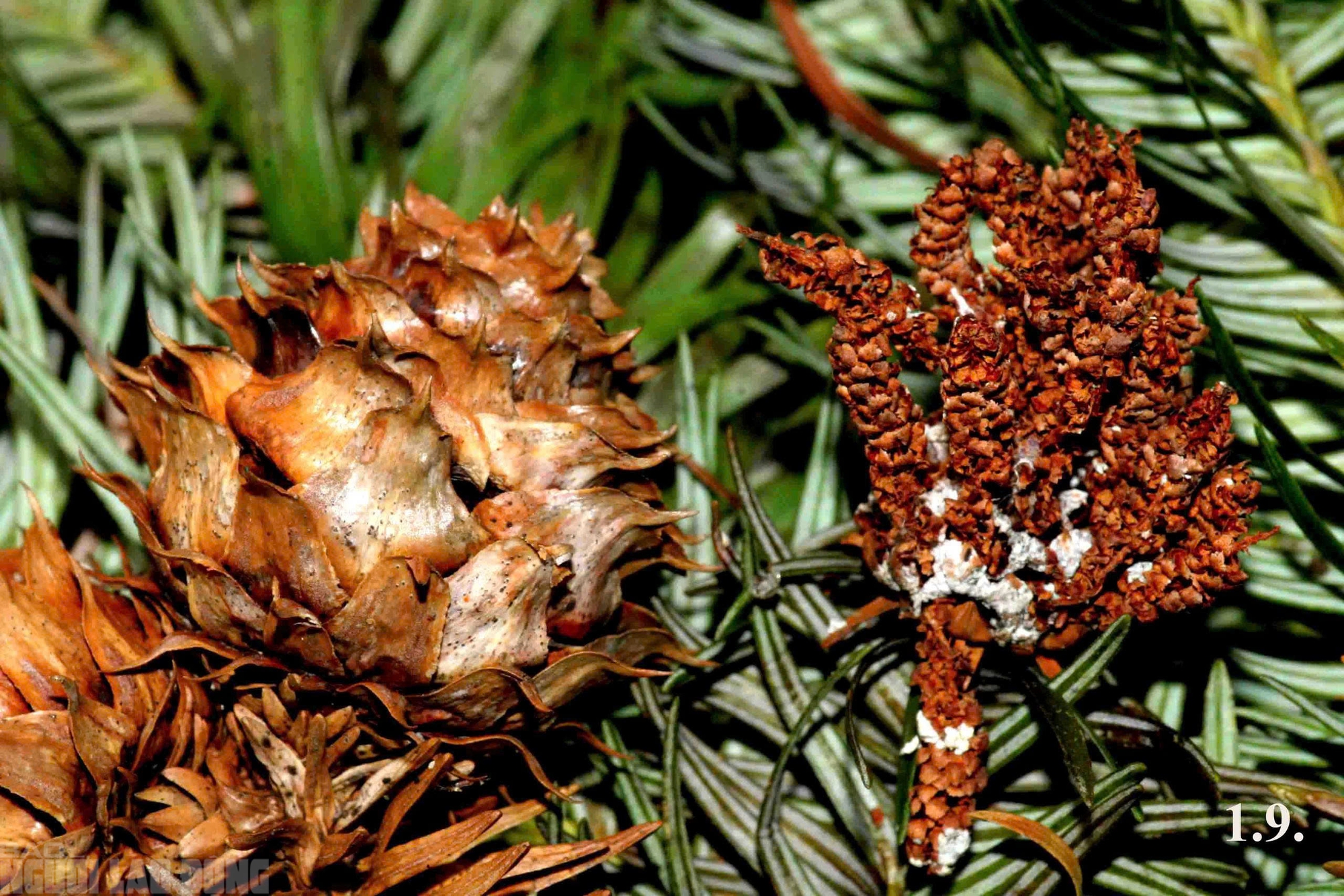 Sa mu là gỗ gì và vụ án liên quan đến cán bộ kiểm lâm thanh hóa - Ảnh 10.