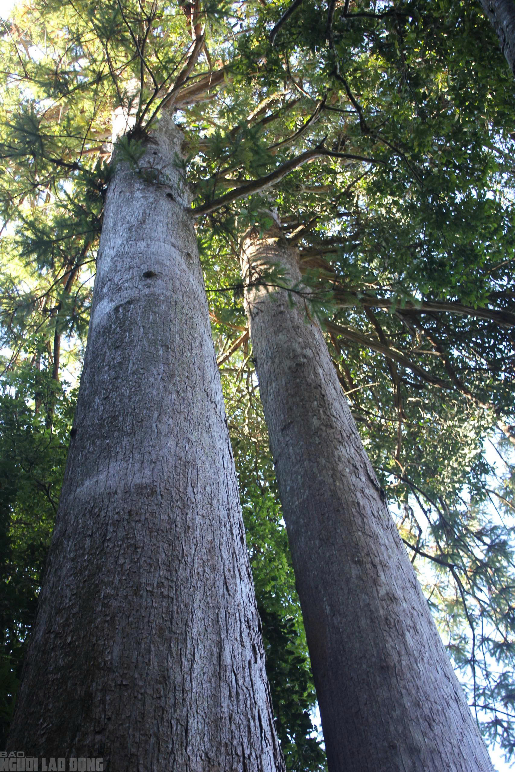 Sa mu là gỗ gì và vụ án liên quan đến cán bộ kiểm lâm thanh hóa - Ảnh 11.