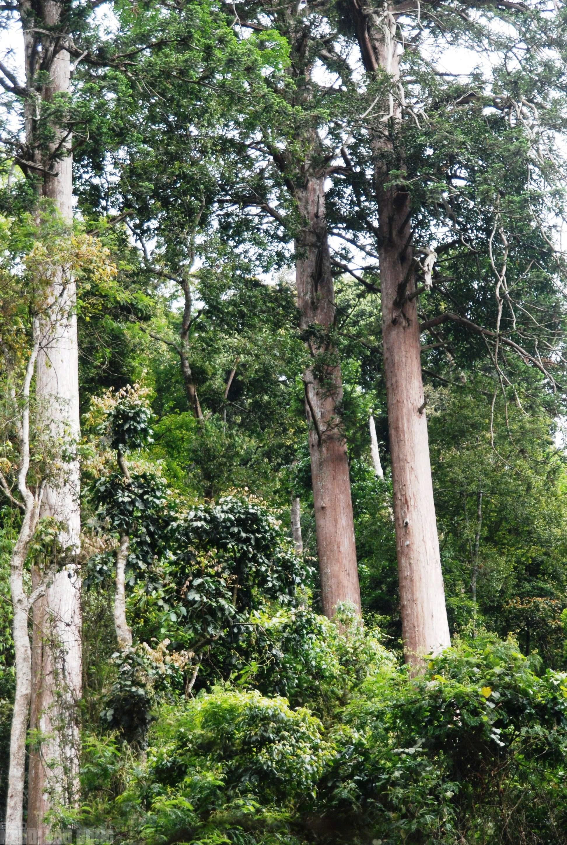 Sa mu là gỗ gì và vụ án liên quan đến cán bộ kiểm lâm thanh hóa - Ảnh 12.