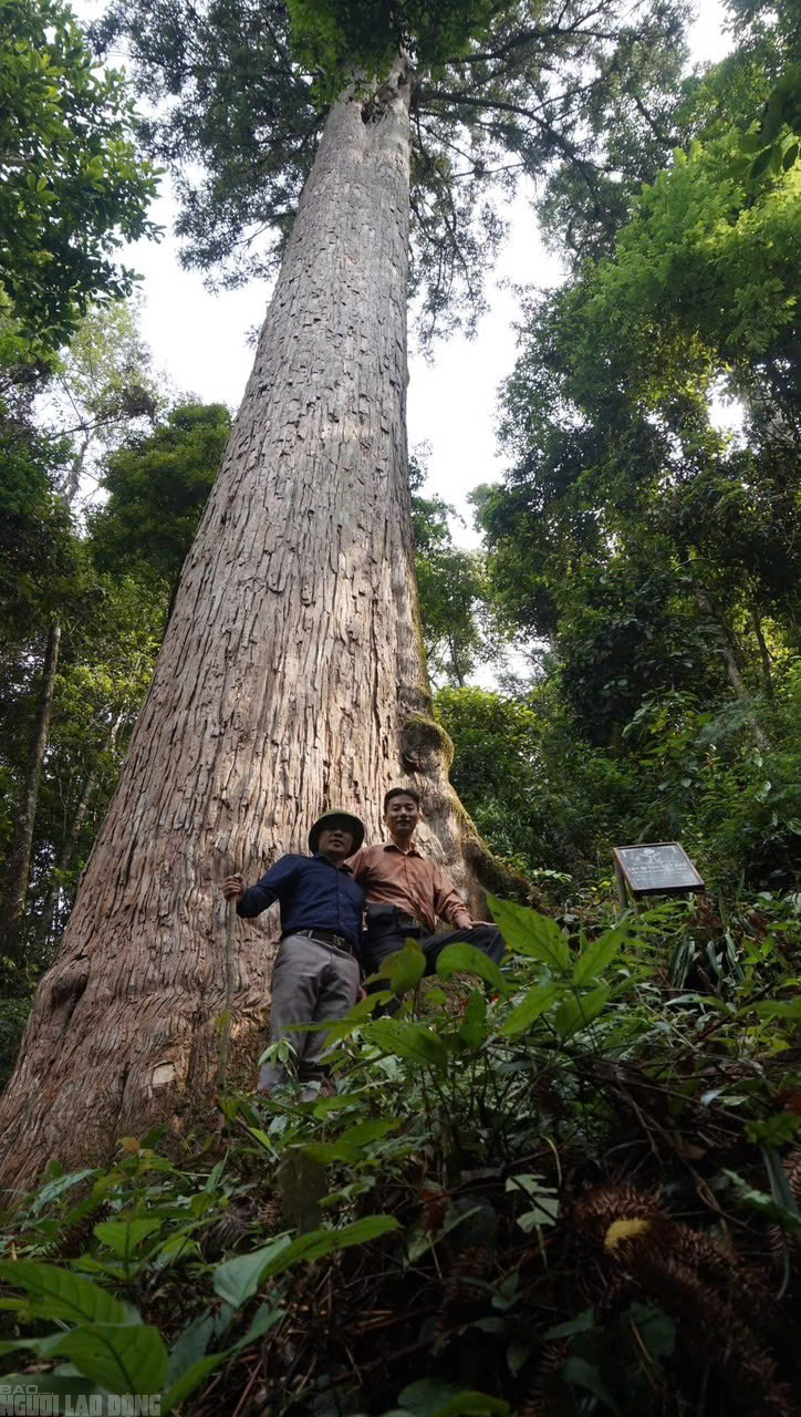 Sa mu là gỗ gì và vụ án liên quan đến cán bộ kiểm lâm thanh hóa - Ảnh 13.