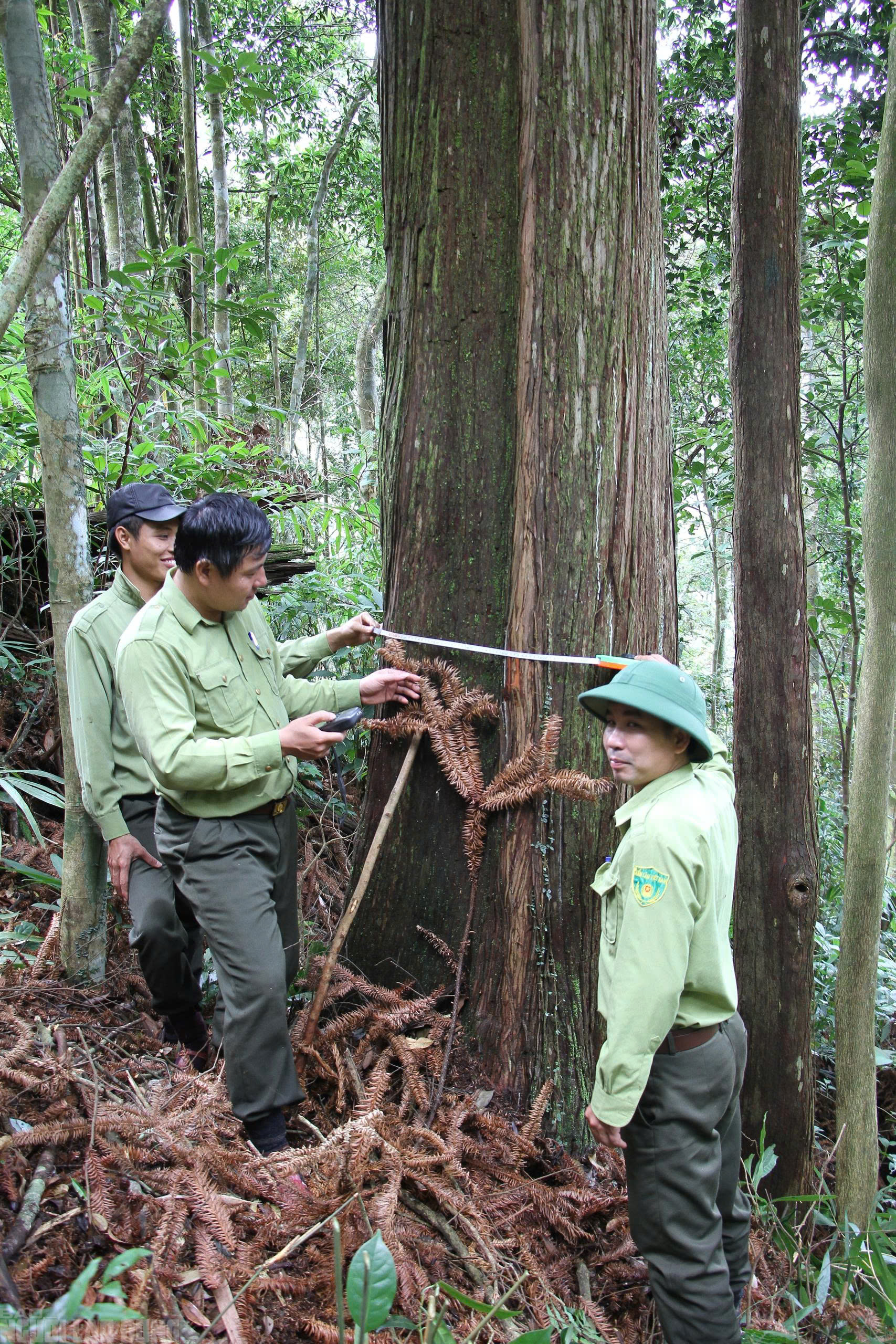 Sa mu là gỗ gì và vụ án liên quan đến cán bộ kiểm lâm thanh hóa - Ảnh 14.