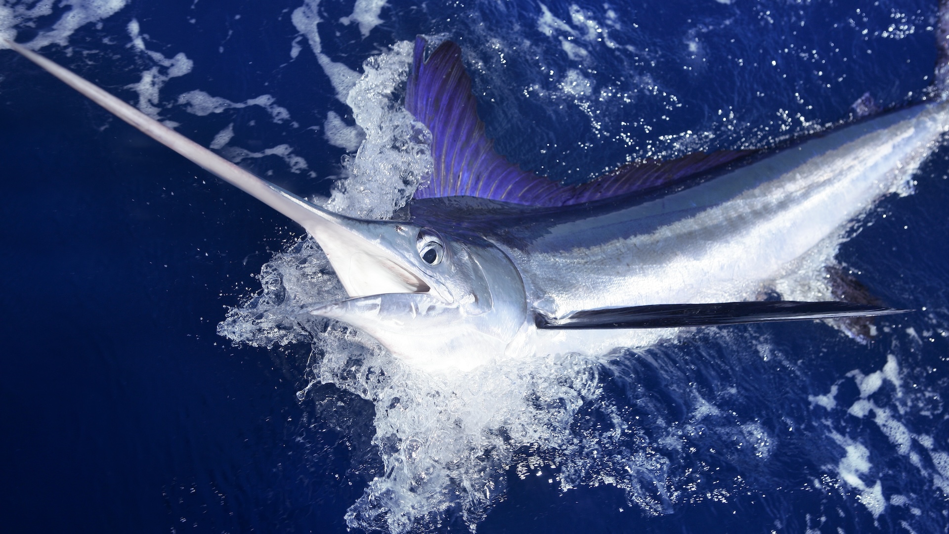 10 loại cá chứa nhiều thủy ngân bậc nhất: Thích đến mấy cũng phải dè chừng- Ảnh 2.