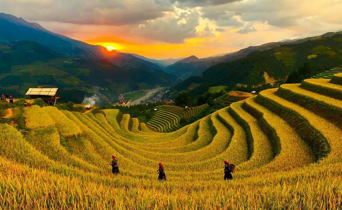 Ngọn đồi ở Mù Cang Chải là điểm ngắm mùa lúa chín siêu thực: Du khách nhận xét "Nhất định phải đến!" - Ảnh 1.