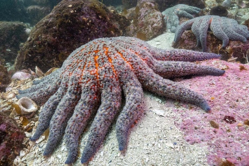 C&aacute;i chết của h&agrave;ng tỷ con sao biển: H&eacute; lộ b&iacute; ẩn đằng sau 'đại dịch' dưới đ&aacute;y đại dương- Ảnh 1.