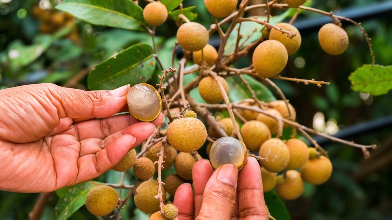 Loại 'Cây Làm Giàu' Bao Phủ Cả Một Xã Ở Phú Thọ: Quả Được Săn Lùng Từ Sớm, ‘Cháy Hàng’ Liên Tục 2 Qua Nhan 4 1757390935978 17573909363312137829010