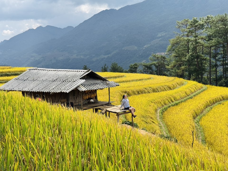Ngọn đồi ở Mù Cang Chải là điểm ngắm mùa lúa chín siêu thực: Du khách nhận xét "Nhất định phải đến!" - Ảnh 2.