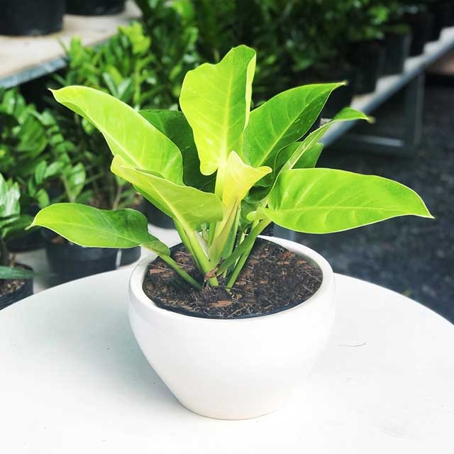 8 loài cây là "thần giữ của": Đặt trên bàn thờ, gia chủ làm ăn thuận lợi, tiền bạc dễ tụ - Ảnh 4. 8 loài cây là "thần giữ của": Đặt trên bàn thờ, gia chủ làm ăn thuận lợi, tiền bạc dễ tụ - Ảnh 4.