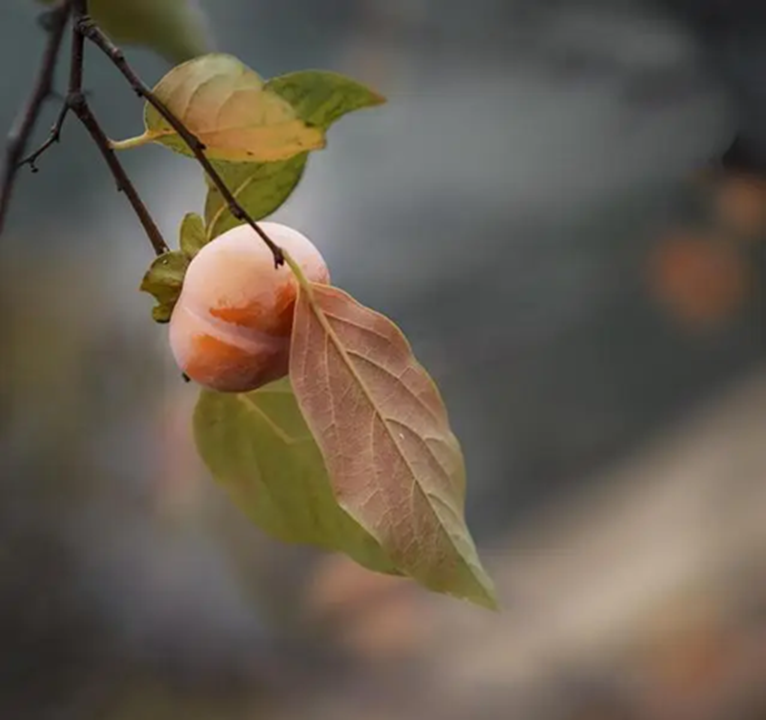 Loại l&aacute; xưa rụng đầy gốc kh&ocirc;ng ai nhặt nay th&agrave;nh dược liệu qu&yacute; bảo vệ tim mạch, giảm mỡ m&aacute;u, l&agrave;m mờ nếp nhăn...- Ảnh 2.