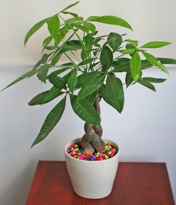 8 loài cây là "thần giữ của": Đặt trên bàn thờ, gia chủ làm ăn thuận lợi, tiền bạc dễ tụ - Ảnh 6. 8 loài cây là "thần giữ của": Đặt trên bàn thờ, gia chủ làm ăn thuận lợi, tiền bạc dễ tụ - Ảnh 6.