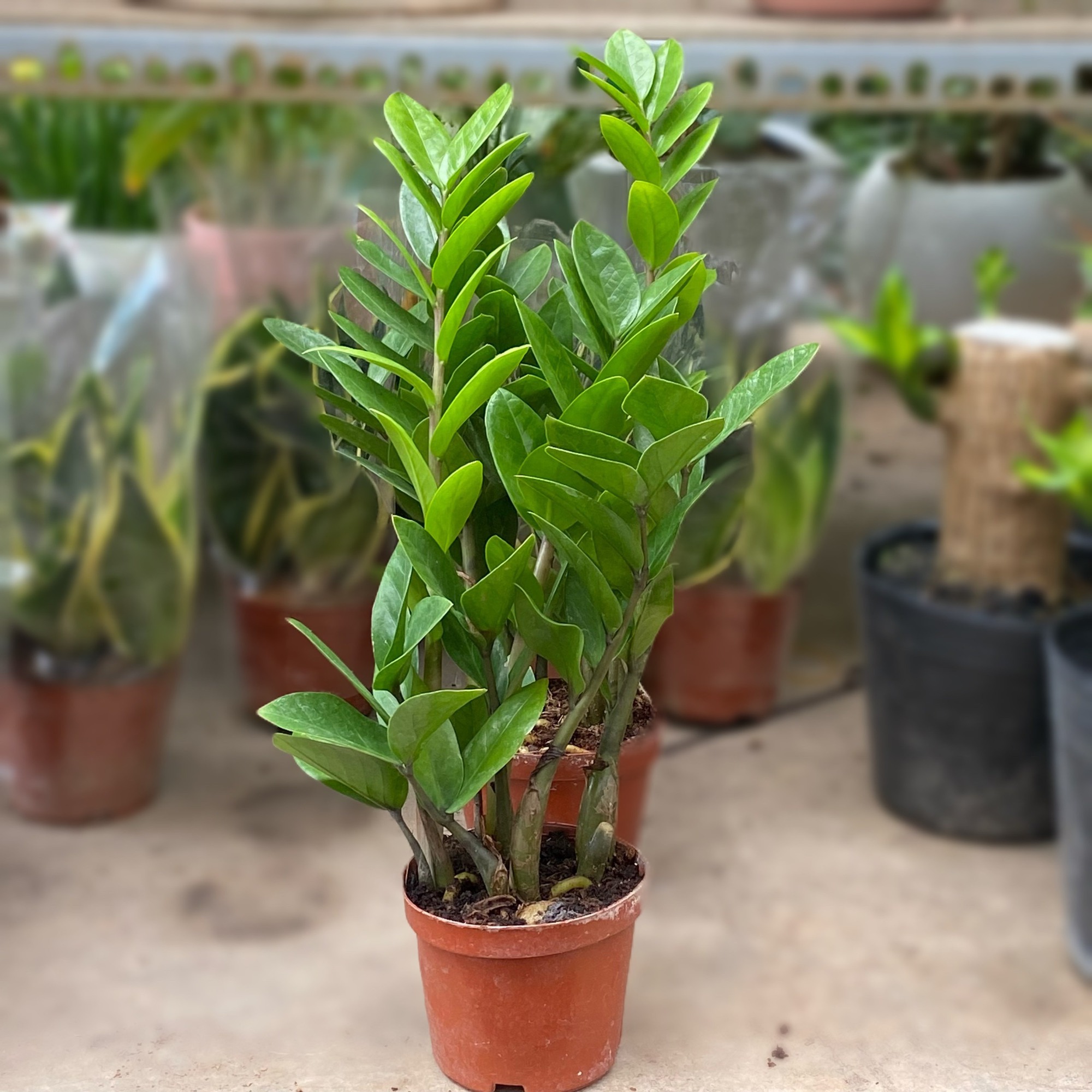 8 loài cây là "thần giữ của": Đặt trên bàn thờ, gia chủ làm ăn thuận lợi, tiền bạc dễ tụ - Ảnh 5. 8 loài cây là "thần giữ của": Đặt trên bàn thờ, gia chủ làm ăn thuận lợi, tiền bạc dễ tụ - Ảnh 5.