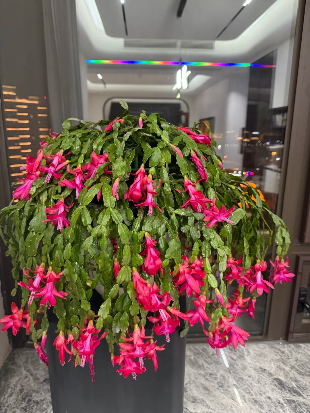 B&iacute; quyết chăm s&oacute;c lan c&agrave;ng cua ng&agrave;y Tết để hoa nở rực rỡ - Ảnh 6.